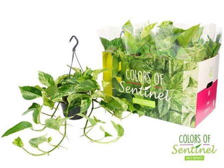 <h4>Epipr Marble Queen Hang</h4>