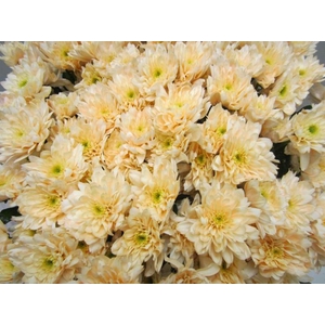 Chr T Euro Sweet Zalm