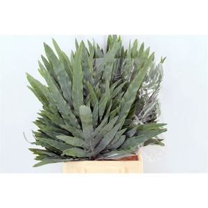 Phlebodium Blue Star Extra