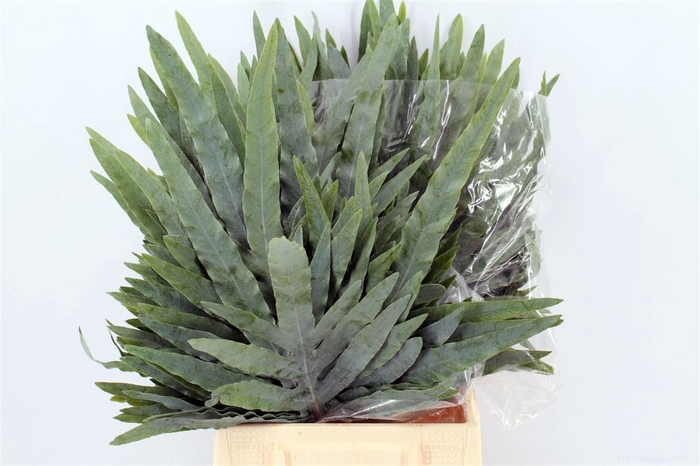 <h4>Phlebodium Blue Star Extra</h4>