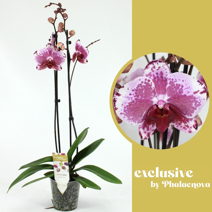 <h4>Phalaenopsis overig paars (meerdere</h4>