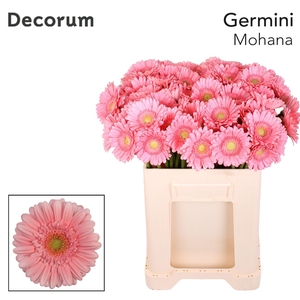 Germini Mohana Water