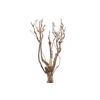 Syringa Branch Extra Lenoir