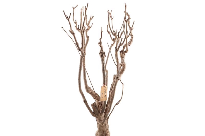 Syringa Branch Extra Lenoir