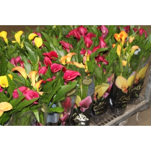 CALLA COLORIDA P14 PREMIUM
