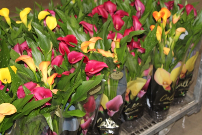 <h4>CALLA COLORIDA P14 PREMIUM</h4>