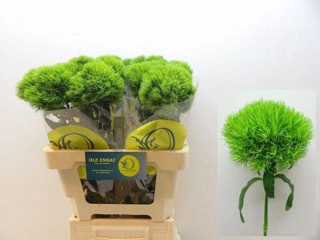 <h4>Di Barbatus Kiwi Mellow Ole Engai</h4>