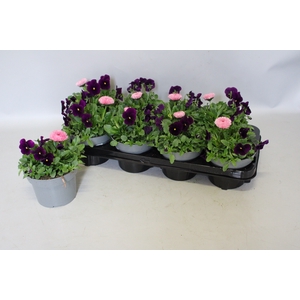 Viola Bellis 13 cm Purple, Rose