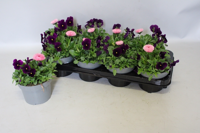 <h4>Viola Bellis 13 cm Purple, Rose</h4>