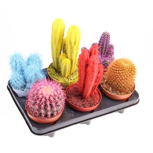 Cactus ...
