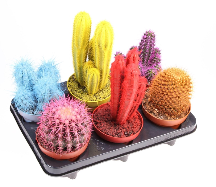 <h4>Cactus ...</h4>