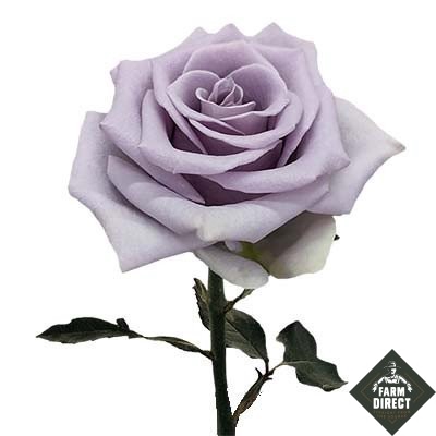 <h4>R GR SHOCKING BLUE</h4>