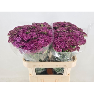ACHIL M DEEP PURPLE