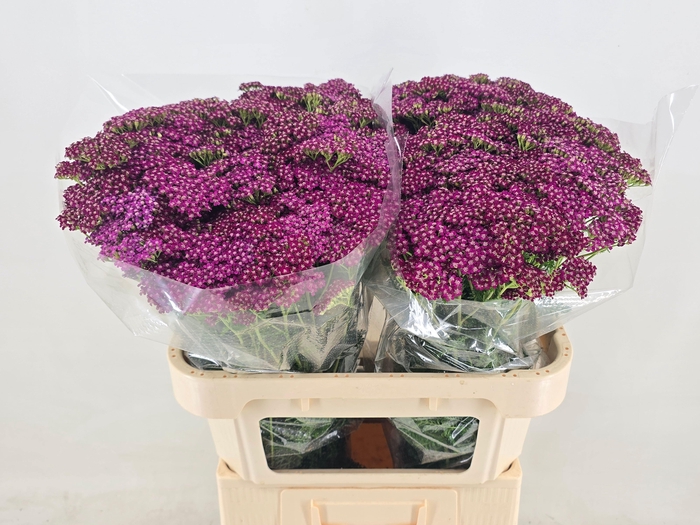 <h4>ACHIL M DEEP PURPLE</h4>