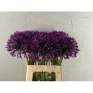 Allium Purple Rain