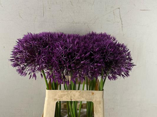 <h4>Allium Purple Rain</h4>