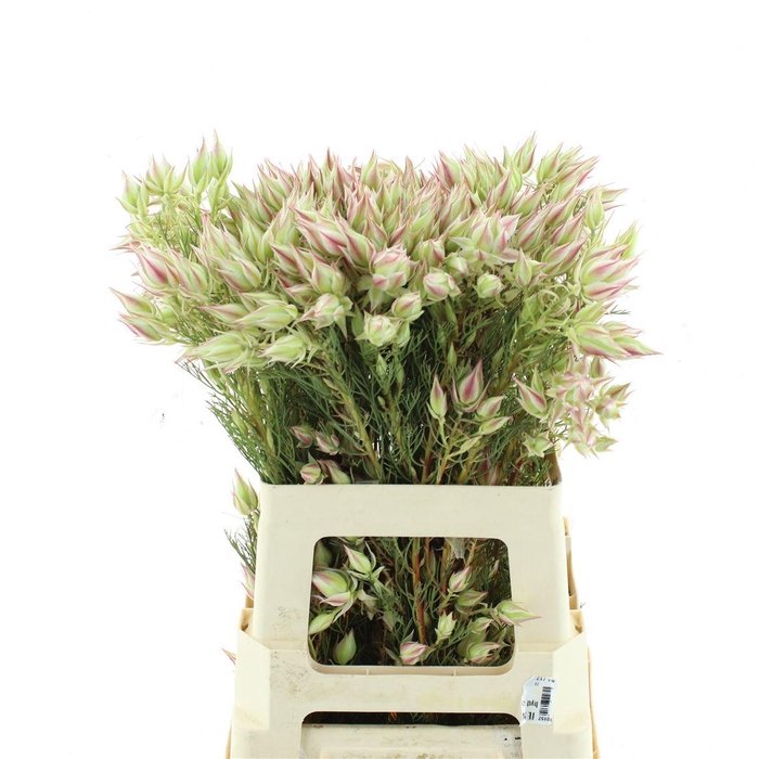 <h4>Blushing Brides Rose 6-9</h4>