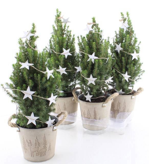 <h4>PICEA GL PERFECTA</h4>