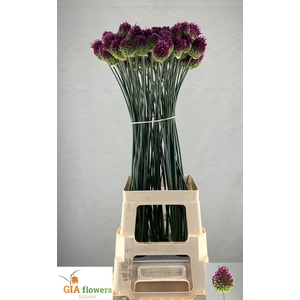 Allium Sphaerocephal