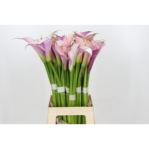 Zantedeschia Eydolls Purple White