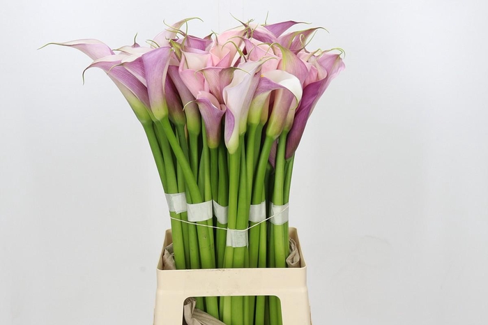 <h4>Zantedeschia Eydolls Purple White</h4>