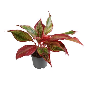 AGLAONEMA ARACEAE P12 CRETE FIRE