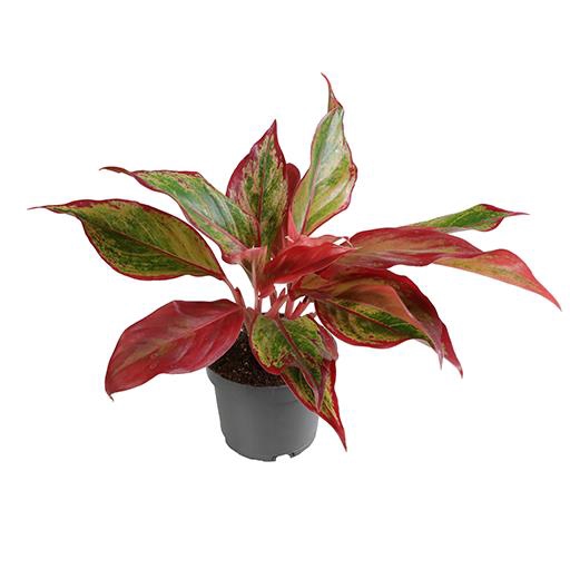 <h4>AGLAONEMA ARACEAE P12 CRETE FIRE</h4>