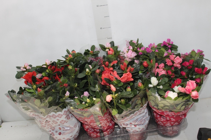 <h4>AZALEIA P14</h4>