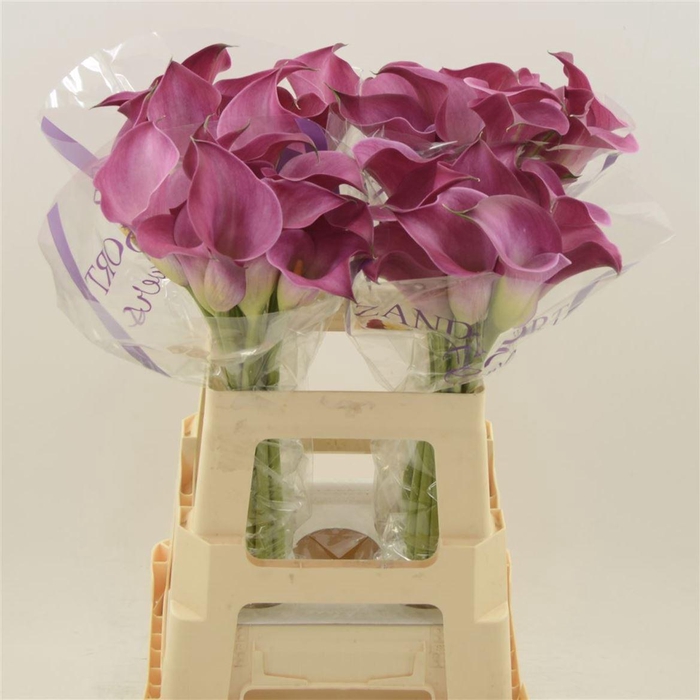 <h4>Calla Fantasia | Heavy Quality</h4>