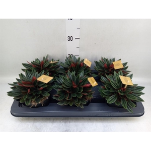 Peperomia caperata 'Rosso'