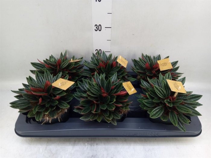 <h4>Peperomia caperata 'Rosso'</h4>