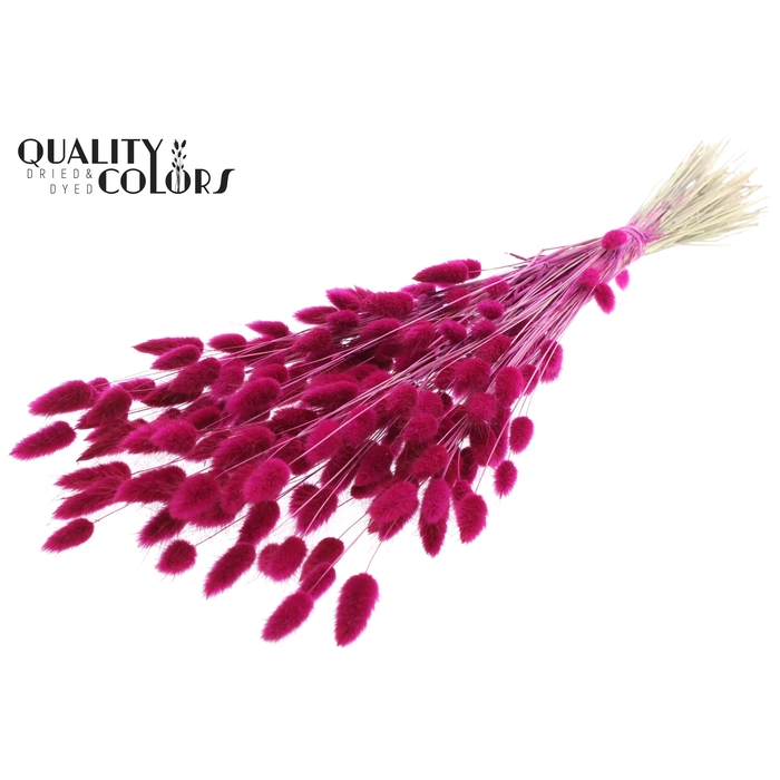<h4>Lagurus Premium per bunch Lilac</h4>
