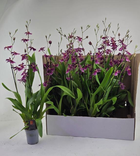 <h4>CAMBRIA GRP GEM</h4>