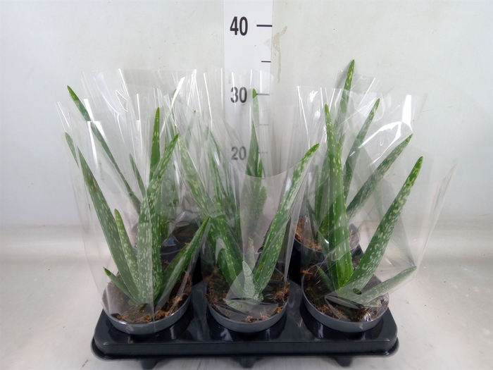 <h4>Aloe vera</h4>