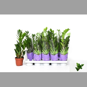 ZAMIO ZAMIIFOLIA