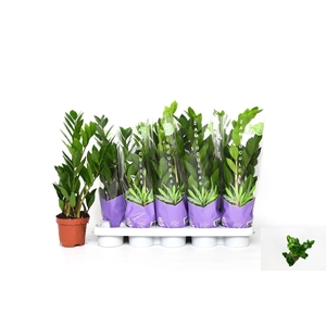 ZAMIO ZAMIIFOLIA