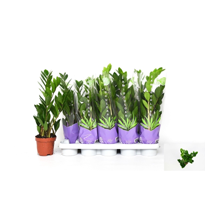 <h4>ZAMIO ZAMIIFOLIA</h4>