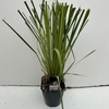 Cortaderia selloana Rosea