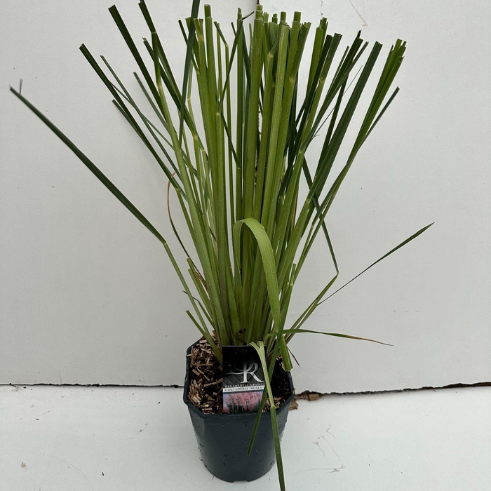 Cortaderia selloana Rosea