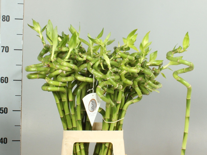 <h4>DRAC LUCKY BAMBOO</h4>