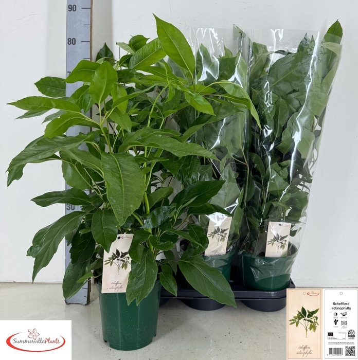 <h4>SCHEF ACTINOPHYLLA</h4>