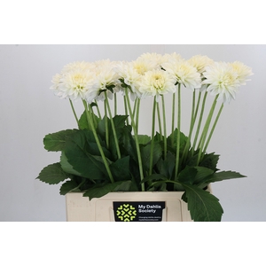 Dahlia Snow Cap