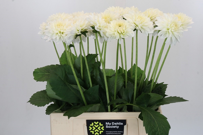 Dahlia Snow Cap