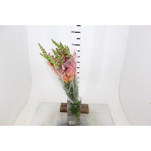 BOCA DE LEAO POTOMAC DARK ORANGE 080 CM