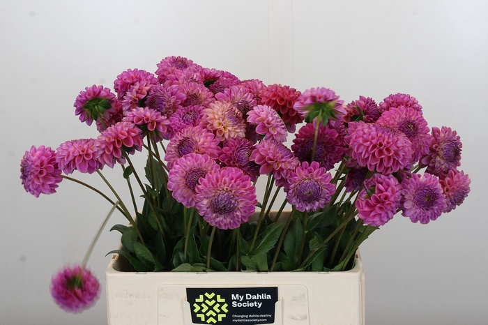 <h4>Dahlia Caitlin's Joy</h4>