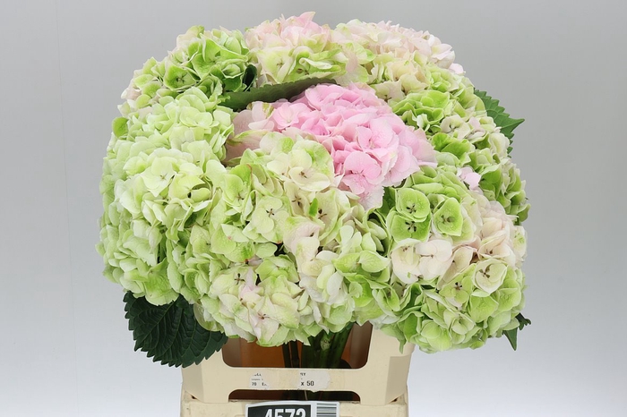 <h4>Hyd Pink Touch Classic</h4>