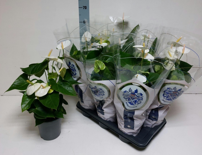 <h4>ANTHU A ARISA WHITE</h4>