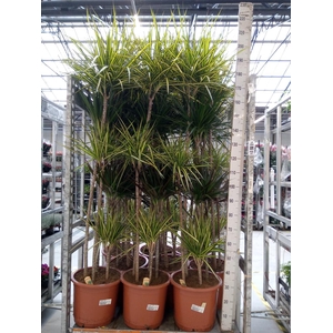 Dracaena   ...mix