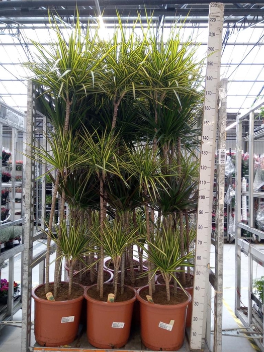 <h4>Dracaena   ...mix</h4>