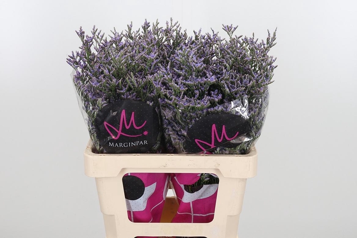 <h4>Lim Ov Skylight</h4>